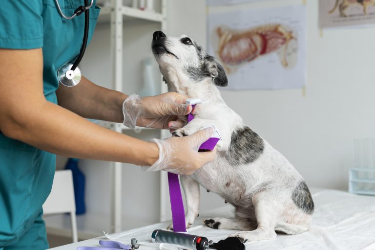 close-up-veterinarian-taking-care-dog