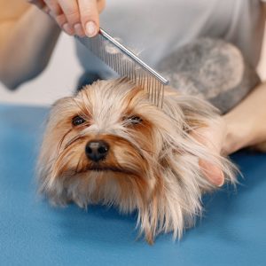 Basic Grooming Plan